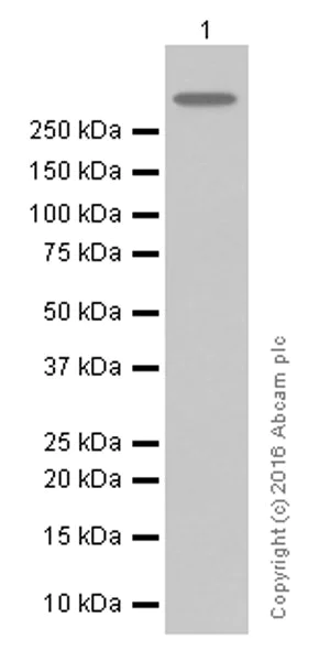 Western blot - Anti-NG2 antibody [EPR9195] (AB139406)