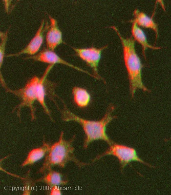 Immunocytochemistry/ Immunofluorescence - Anti-NGF antibody - BSA and Azide free (AB6199)