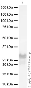 Western blot - Anti-NGF antibody - BSA and Azide free (AB6199)