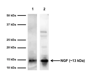Western blot - Anti-NGF antibody - BSA and Azide free (AB6199)