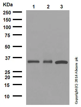 Western blot - Anti-NGF antibody [EP1320Y] - BSA and Azide free (AB271847)
