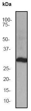 Western blot - Anti-NGF antibody [EP1320Y] - BSA and Azide free (AB271847)