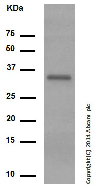 Western blot - Anti-NGF antibody [EP1320Y] - Low endotoxin, Azide free (AB221609)