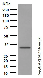 Western blot - Anti-NGF antibody [EP1320Y] - Low endotoxin, Azide free (AB221609)