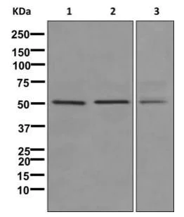 Western blot - Anti-NgR3 antibody [EPR11334] - BSA and Azide free (AB249819)
