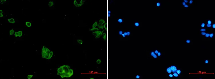 Immunocytochemistry/ Immunofluorescence - Anti-NgR3 Antibody [S03-6C3] (AB317429)
