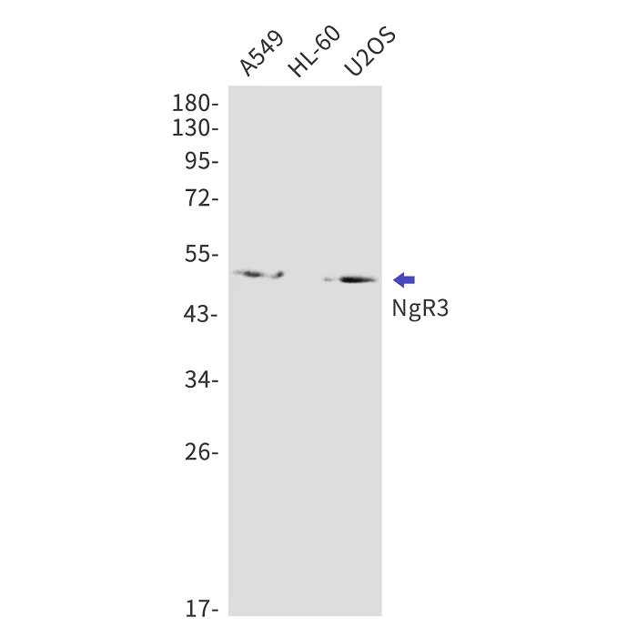 Western blot - Anti-NgR3 Antibody [S03-6C3] (AB317429)
