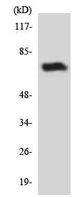 Western blot - Anti-NHE-6 antibody (AB137185)