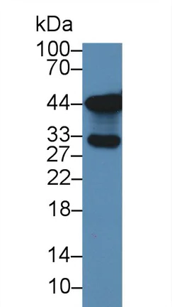 Western blot - Anti-NHERF-2/SIP-1 antibody (AB233167)