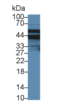 Western blot - Anti-NHERF-2/SIP-1 antibody (AB233167)