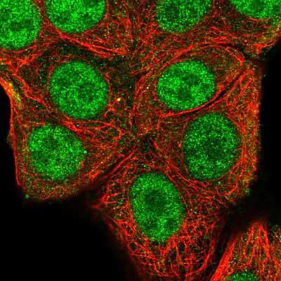Immunocytochemistry/ Immunofluorescence - Anti-NHP2 antibody (AB204352)