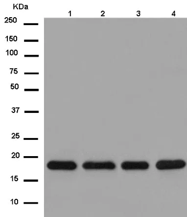 Western blot - Anti-NHP2 antibody [EPR12404] - BSA and Azide free (AB250201)
