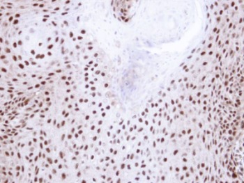 Immunohistochemistry (Formalin/PFA-fixed paraffin-embedded sections) - Anti-NHP2L1 antibody (AB95958), expandable thumbnail