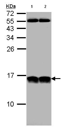 Western blot - Anti-NHP2L1 antibody (AB95958), expandable thumbnail