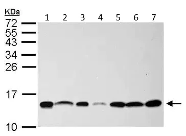 Western blot - Anti-NHP2L1 antibody (AB95958)