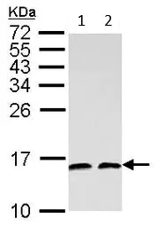 Western blot - Anti-NHP2L1 antibody (AB95958)