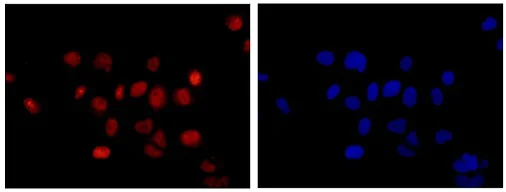 Immunocytochemistry/ Immunofluorescence - Anti-NHP2L1 antibody [EPR11671] - BSA and Azide free (AB250549)