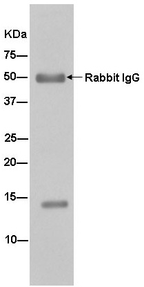 Immunoprecipitation - Anti-NHP2L1 antibody [EPR11671] - BSA and Azide free (AB250549), expandable thumbnail