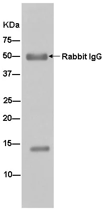 Immunoprecipitation - Anti-NHP2L1 antibody [EPR11671] - BSA and Azide free (AB250549)