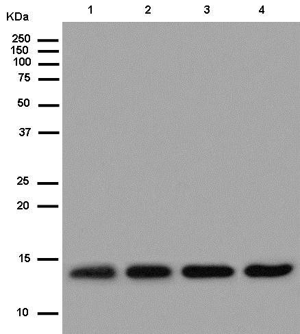 Western blot - Anti-NHP2L1 antibody [EPR11671] - BSA and Azide free (AB250549), expandable thumbnail