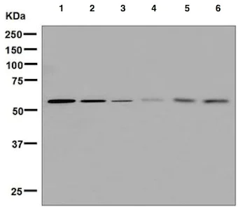 Western blot - Anti-Nicalin antibody [EPR8528] (AB131159)