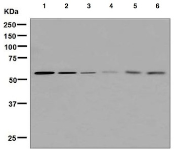 Western blot - Anti-Nicalin antibody [EPR8528] - BSA and Azide free (AB248361)