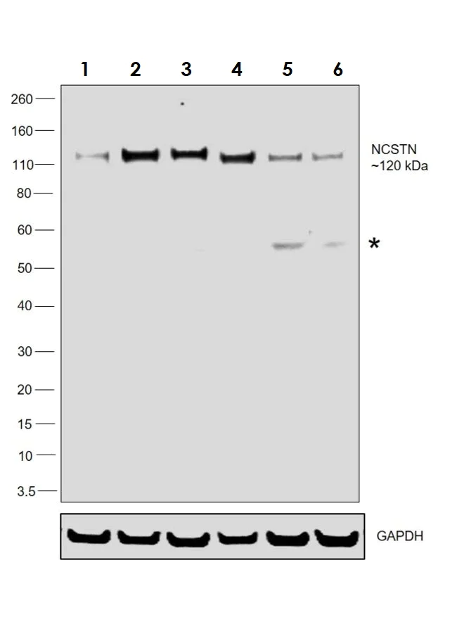 Western blot - Anti-Nicastrin antibody (AB3444)