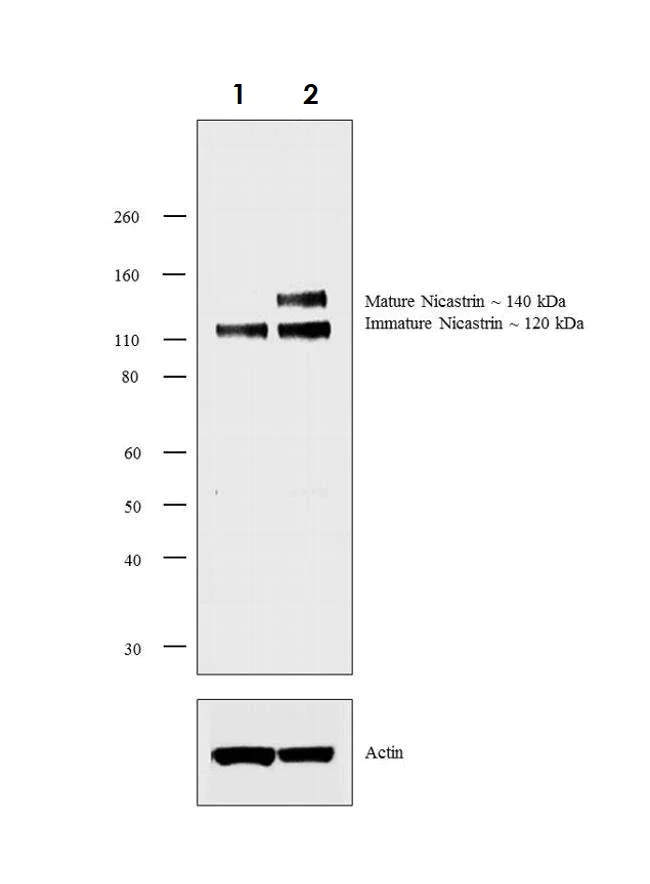 Western blot - Anti-Nicastrin antibody (AB3444)