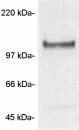 Western blot - Anti-Nicastrin antibody (AB3444)