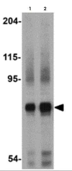 Western blot - Anti-Nicastrin antibody (AB45425)