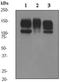 Western blot - Anti-Nicastrin antibody [EPR2575Y] - BSA and Azide free (AB247362)
