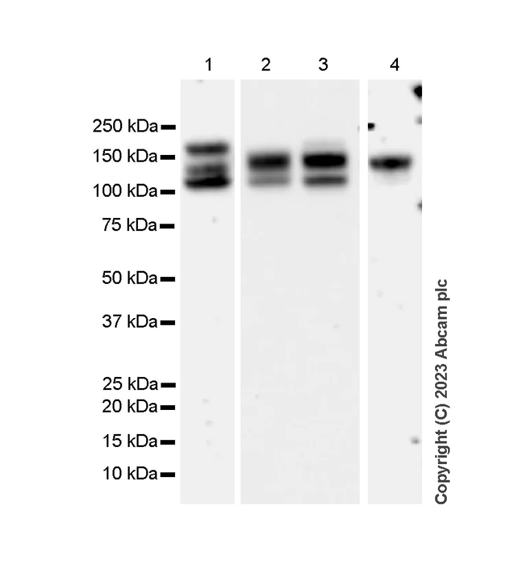 Western blot - Anti-Nicastrin antibody [EPR2575Y] - BSA and Azide free (AB247362)