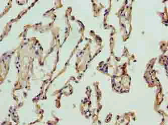 Immunohistochemistry (Formalin/PFA-fixed paraffin-embedded sections) - Anti-NICN1 antibody (AB235314)