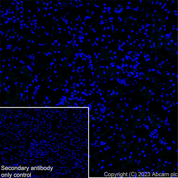 Immunohistochemistry (Frozen sections) - Anti-Nicotinic Acetylcholine Receptor alpha 1/CHRNA1 antibody [EPR27397-4] (ab308306), expandable thumbnail