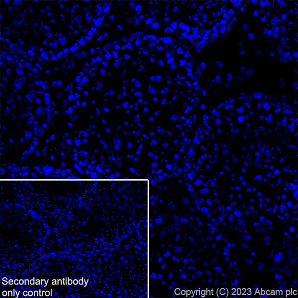 Immunohistochemistry (Frozen sections) - Anti-Nicotinic Acetylcholine Receptor alpha 1/CHRNA1 antibody [EPR27397-4] (ab308306), expandable thumbnail
