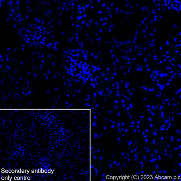 Immunohistochemistry (Frozen sections) - Anti-Nicotinic Acetylcholine Receptor alpha 1/CHRNA1 antibody [EPR27397-4] (ab308306), expandable thumbnail