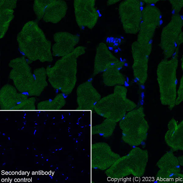Immunohistochemistry (Frozen sections) - Anti-Nicotinic Acetylcholine Receptor alpha 1/CHRNA1 antibody [EPR27397-4] - BSA and Azide free (AB308307)