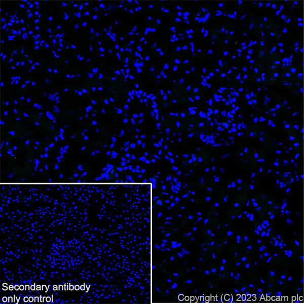 Immunohistochemistry (Frozen sections) - Anti-Nicotinic Acetylcholine Receptor alpha 1/CHRNA1 antibody [EPR27397-4] - BSA and Azide free (AB308307)