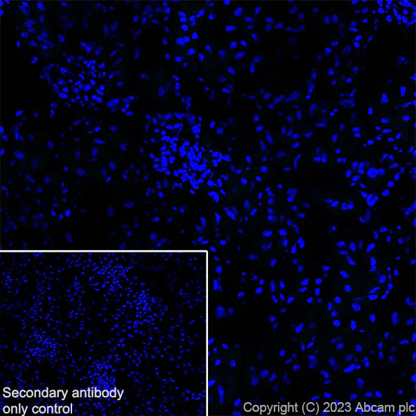 Immunohistochemistry (Frozen sections) - Anti-Nicotinic Acetylcholine Receptor alpha 1/CHRNA1 antibody [EPR27397-4] - BSA and Azide free (AB308307)