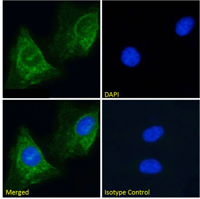 Immunocytochemistry/ Immunofluorescence - Anti-Nicotinic Acetylcholine Receptor alpha 1/CHRNA1 antibody [mAb 192] (AB288434)