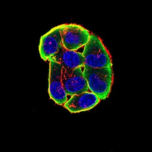 Immunocytochemistry/ Immunofluorescence - Anti-Nicotinic Acetylcholine Receptor alpha 3/CHRNA3 antibody [6D3A10] (AB233717)