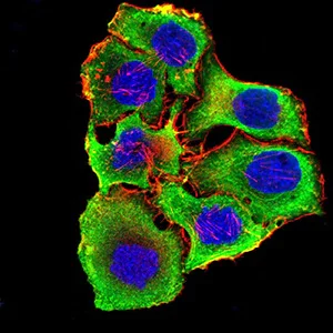 Immunocytochemistry/ Immunofluorescence - Anti-Nicotinic Acetylcholine Receptor alpha 3/CHRNA3 antibody [6D3A10] (AB233717)