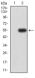 Western blot - Anti-Nicotinic Acetylcholine Receptor alpha 3/CHRNA3 antibody [6D3A10] (AB233717)