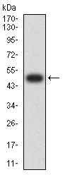 Western blot - Anti-Nicotinic Acetylcholine Receptor alpha 3/CHRNA3 antibody [6D3A10] (AB233717)