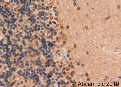 Immunohistochemistry (Formalin/PFA-fixed paraffin-embedded sections) - Anti-Nicotinic Acetylcholine Receptor alpha 4/CHRNA4 antibody (AB41172)