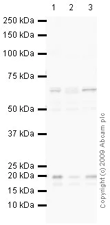 Western blot - Anti-Nicotinic Acetylcholine Receptor alpha 4/CHRNA4 antibody (AB41172)
