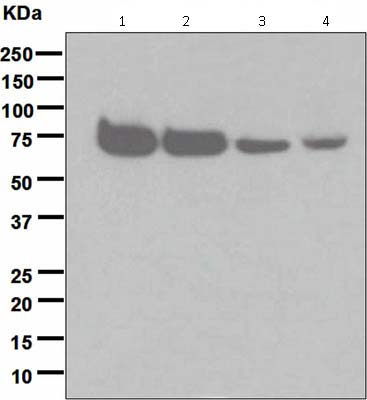 Western blot - Anti-Nicotinic Acetylcholine Receptor alpha 4/CHRNA4 antibody [EPR4563(2)] - BSA and Azide free (AB240004)