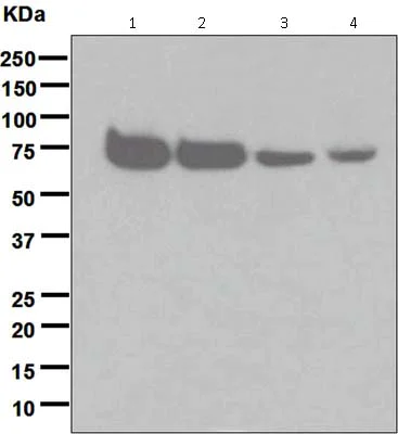 Western blot - Anti-Nicotinic Acetylcholine Receptor alpha 4/CHRNA4 antibody [EPR4563(2)] - BSA and Azide free (AB240004)