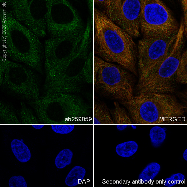 Immunocytochemistry/ Immunofluorescence - Anti-Nicotinic Acetylcholine Receptor alpha 5/CHRNA5 antibody [EPR24135-98] (AB259859)