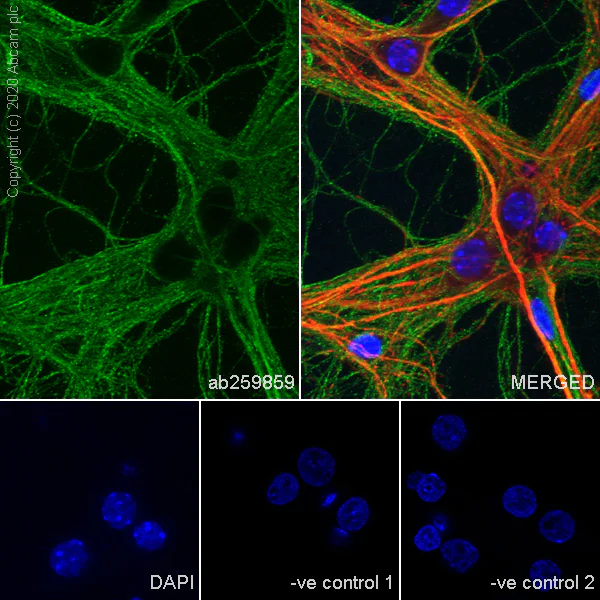 Immunocytochemistry/ Immunofluorescence - Anti-Nicotinic Acetylcholine Receptor alpha 5/CHRNA5 antibody [EPR24135-98] - BSA and Azide free (AB280367)